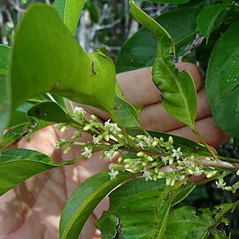 Pogonophora unspecified picture