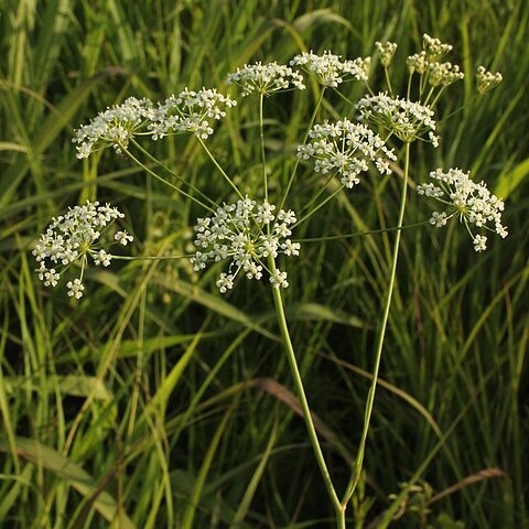 Perideridia americana unspecified picture