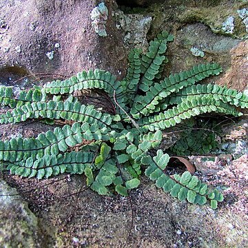 Asplenium trichomanes subsp. pachyrachis unspecified picture