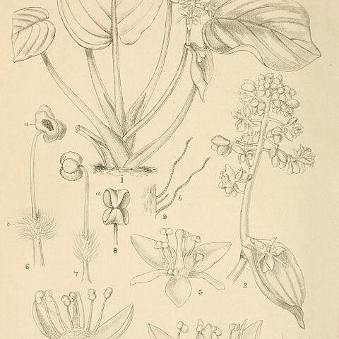Spatholirion unspecified picture