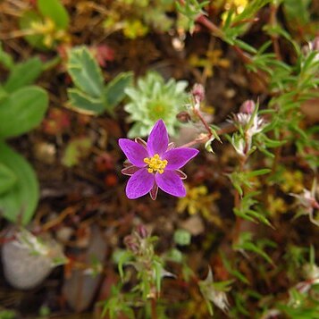 Spergularia purpurea unspecified picture