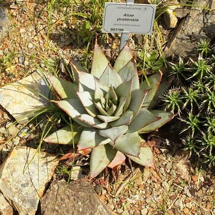 Aloe pratensis unspecified picture