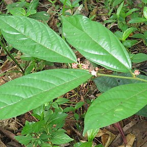 Colubrina travancorica unspecified picture