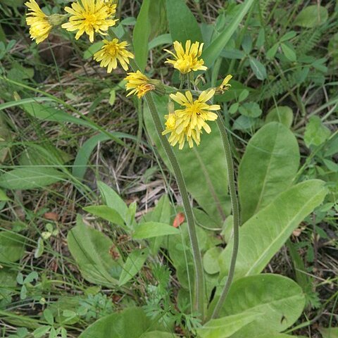 Crepis praemorsa unspecified picture