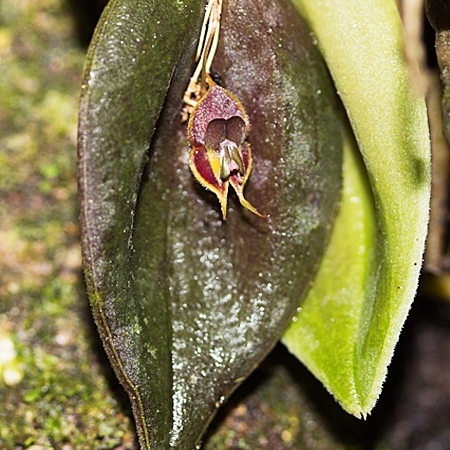 Lepanthes manabina unspecified picture