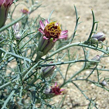 Nicolletia unspecified picture
