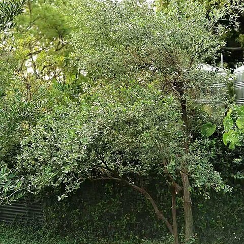 Elaeagnus oldhamii unspecified picture
