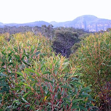 Eucalyptus cunninghamii unspecified picture