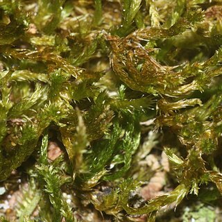 Platygyrium unspecified picture
