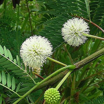 Enterolobium unspecified picture