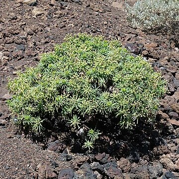 Euphorbia tuckeyana unspecified picture