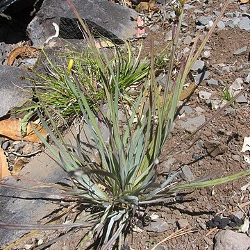 Sisyrinchium acre unspecified picture