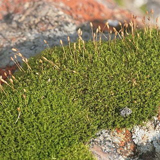 Hymenoloma unspecified picture
