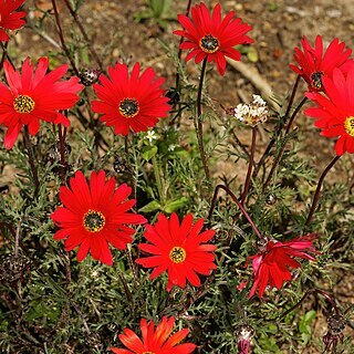 Ursinia chrysanthemoides unspecified picture