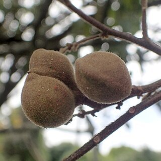 Alectryon excelsus subsp. grandis unspecified picture