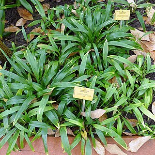 Chlorophytum alismifolium unspecified picture