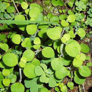 Mentha cunninghamii unspecified picture