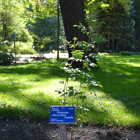 Glycyrrhiza foetida unspecified picture