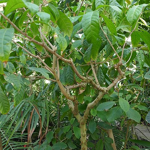 Cola attiensis unspecified picture