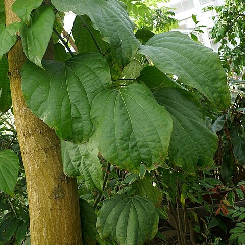 Lannea welwitschii unspecified picture
