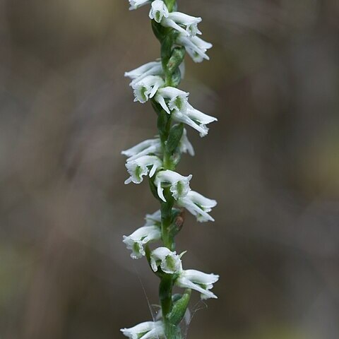 Spiranthes lacera var. gracilis unspecified picture
