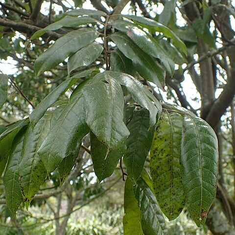 Alectryon excelsus subsp. grandis unspecified picture