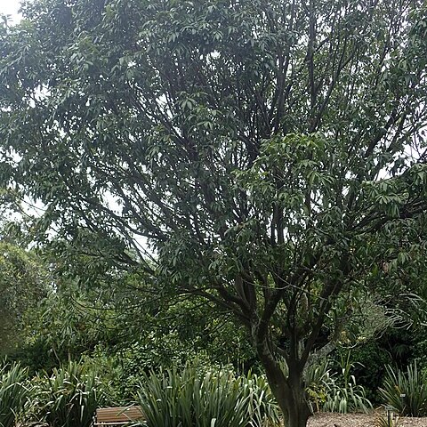 Alectryon excelsus subsp. grandis unspecified picture