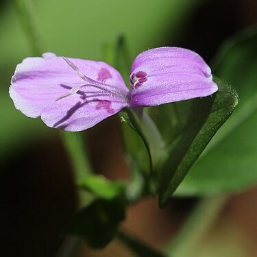 Dicliptera japonica unspecified picture