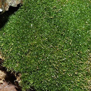 Rhabdoweisia fugax unspecified picture