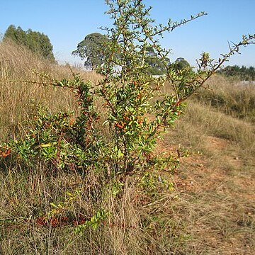 Pyracantha rogersiana unspecified picture