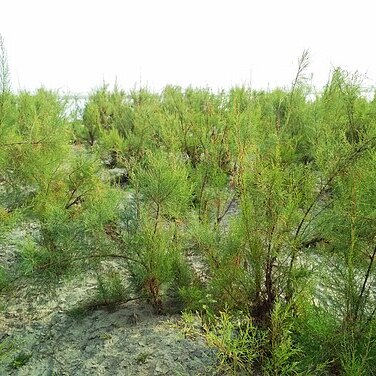 Tamarix dioica unspecified picture