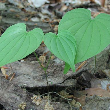 Dioscorea mexicana unspecified picture