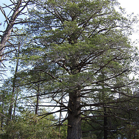 Cupressus arizonica unspecified picture