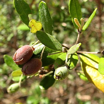Lithomyrtus unspecified picture