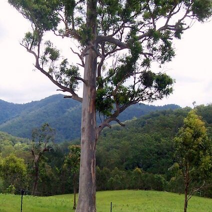 Eucalyptus propinqua unspecified picture