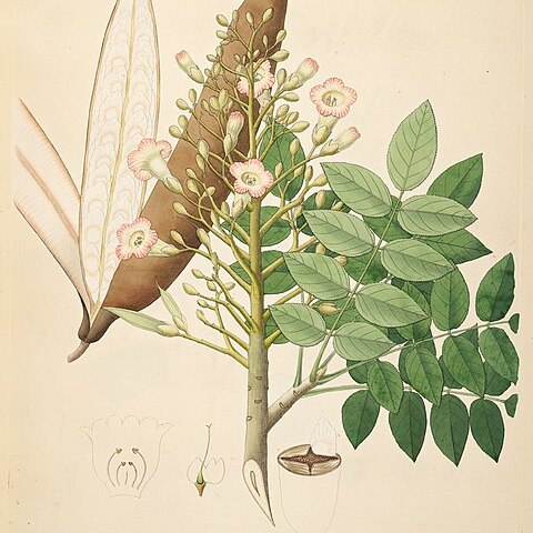 Heterophragma unspecified picture