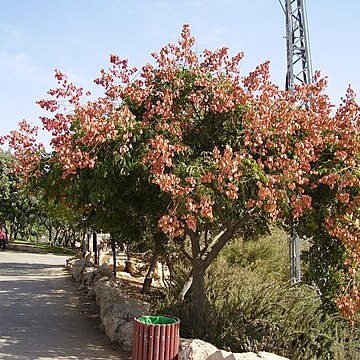 Koelreuteria bipinnata unspecified picture
