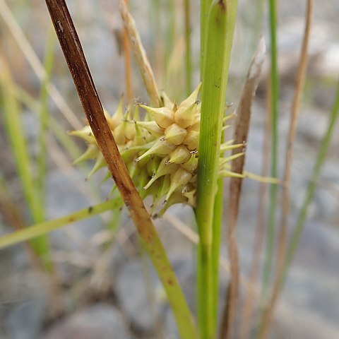 Carex cryptolepis unspecified picture