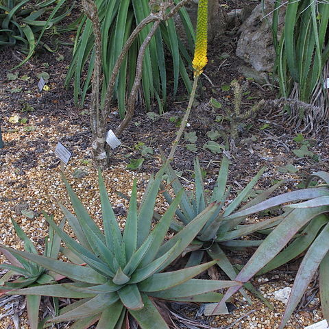 Aloe betsileensis unspecified picture