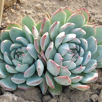 Echeveria chihuahuaensis unspecified picture