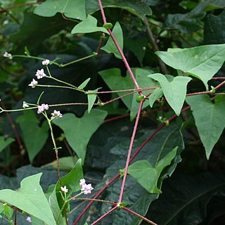 Polygonum senticosum unspecified picture