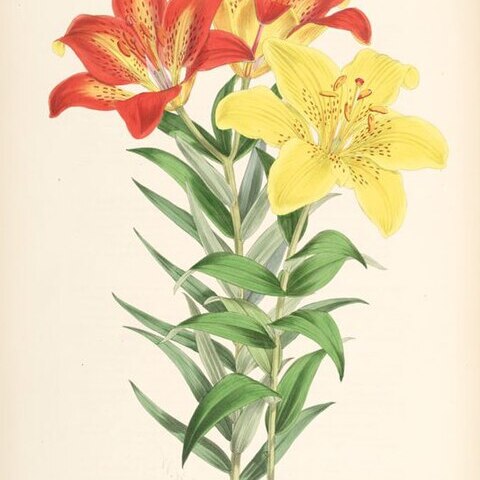 Lilium elegans unspecified picture