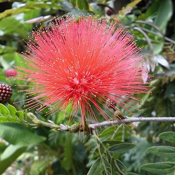 Calliandra riparia unspecified picture