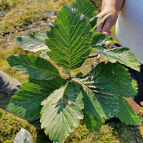 Sorbus austriaca unspecified picture