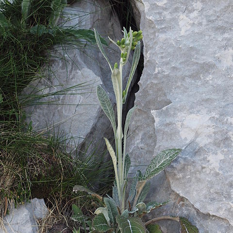Senecio thapsoides unspecified picture