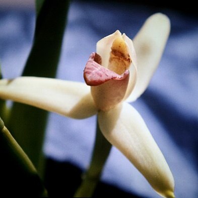 Maxillaria violaceopunctata unspecified picture