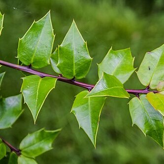 Ilex bioritsensis unspecified picture