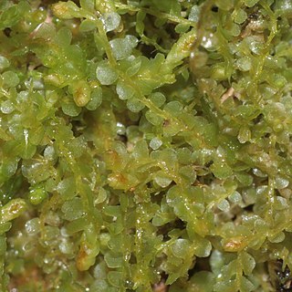 Syzygiella unspecified picture