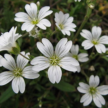 Cerastium unspecified picture