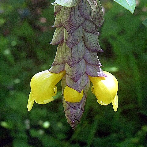 Gmelina philippensis unspecified picture